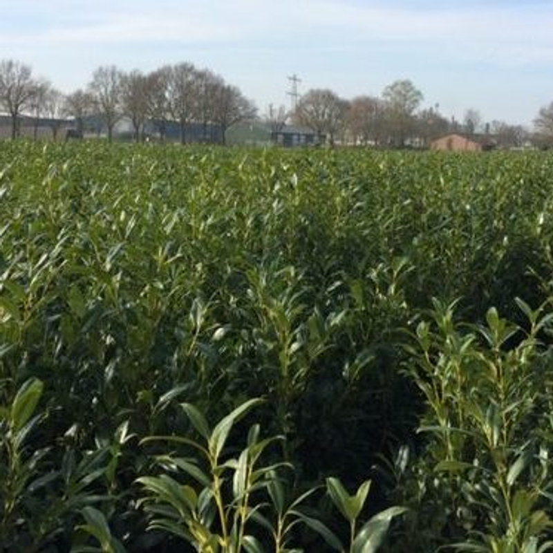 Haagplanten