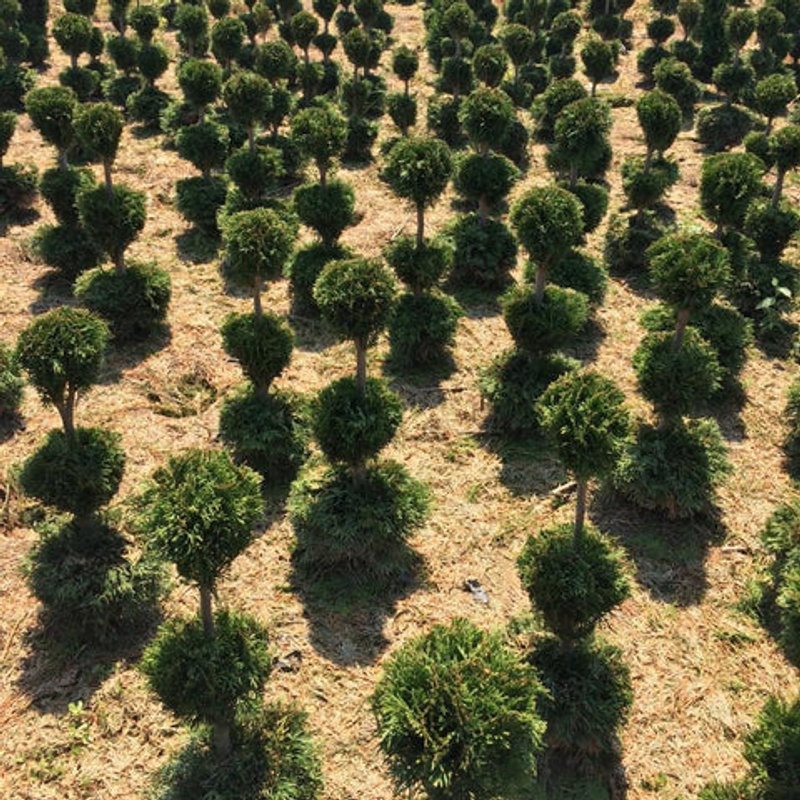 Topiary & vormplanten