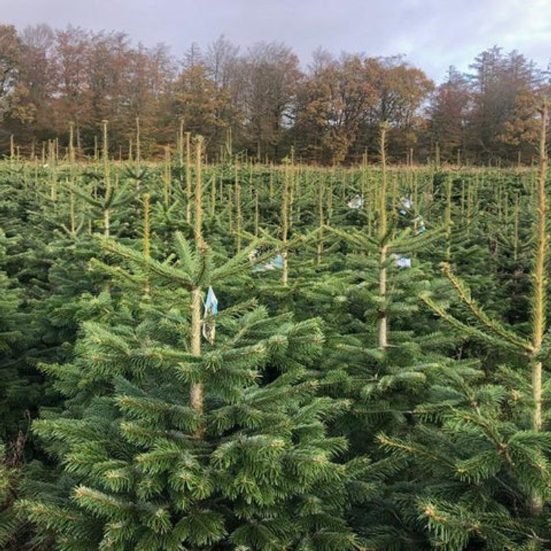 Kerstbomen