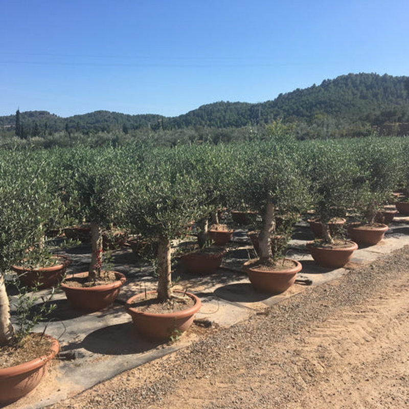 Mediterrane planten