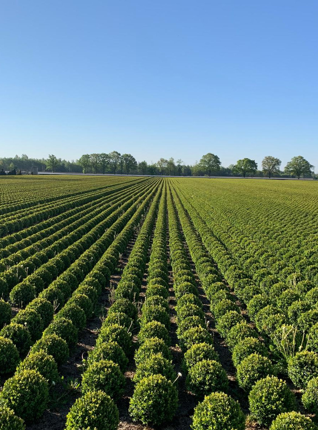 Kwekerij van HortiFlora