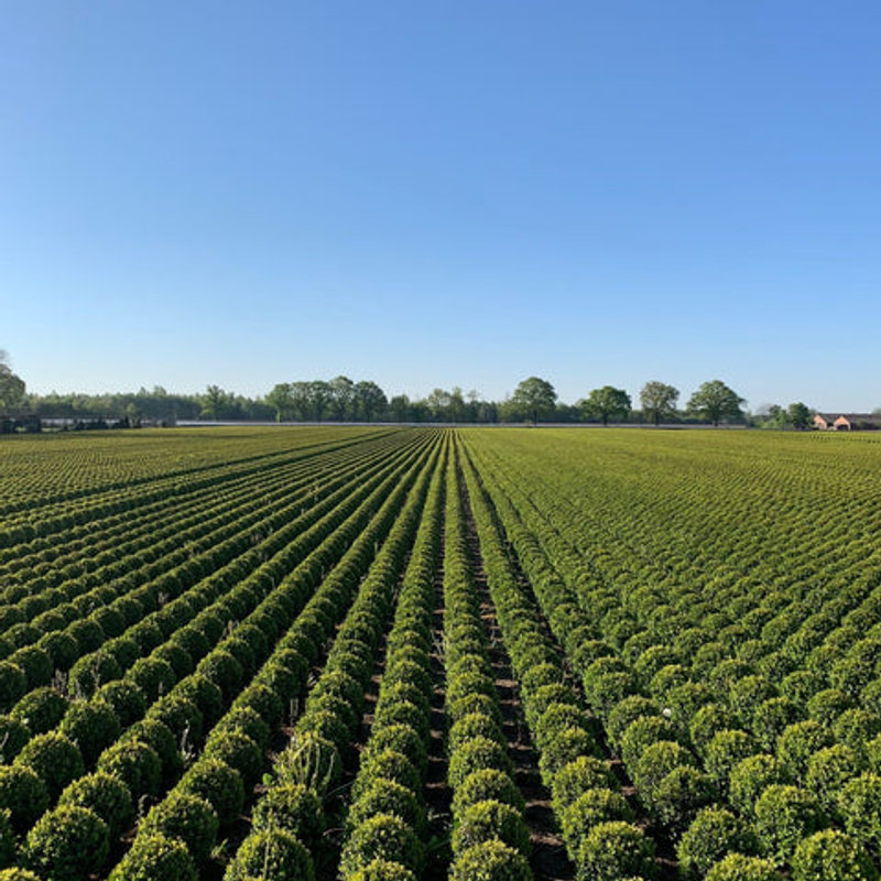 Buxus