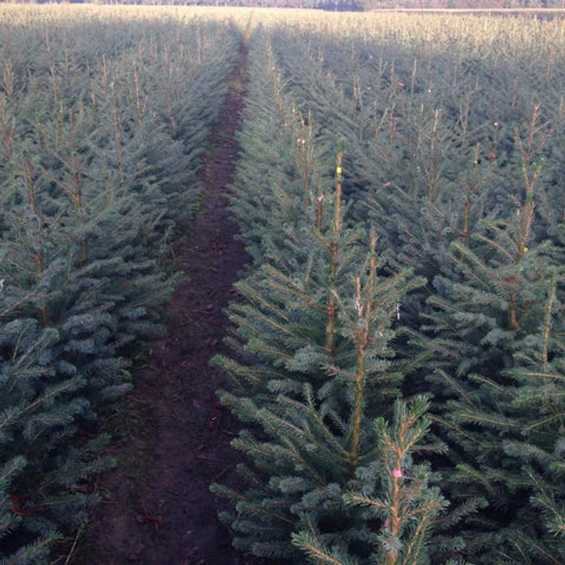 Kerstproducten
