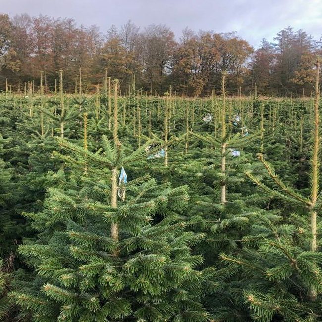 KERSTBOMEN