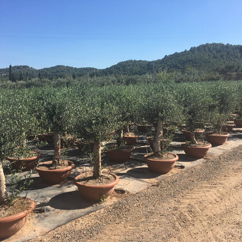 Mediterrane planten